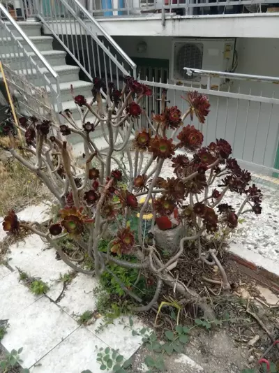 Chios Houses, beautiful restored traditional stone houses with an astonishing seaview - Volissos