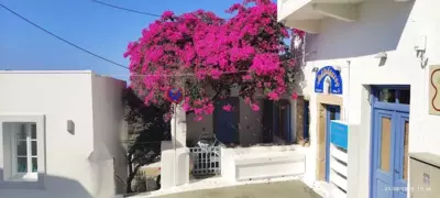 The large bougainvillea house - Citera