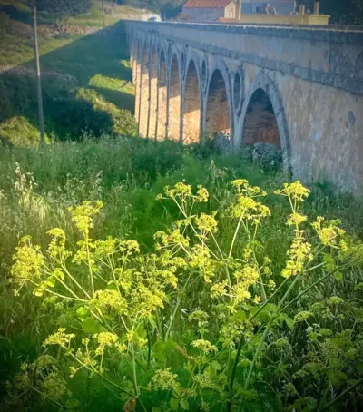 Serendipity Living Studio - Citera