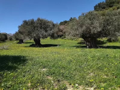 Olive Grove - Gouves