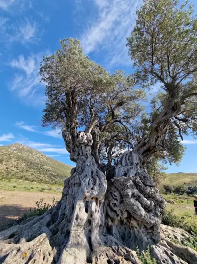 Caper & Olive mountain cottage - Vathi