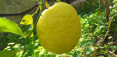 Amazing view Panorama Eretrias - Eretria