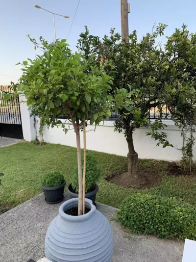 Lýria Boutique Apartments - Lygia