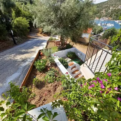 Μπουκαμβίλια - Bougainvillea - Sivota