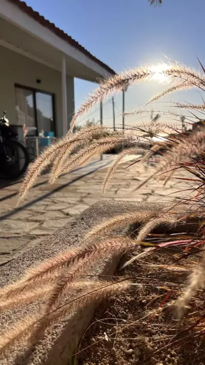 Αγριελια Αpartments - Plati