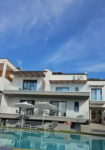 Olive Roots - Skala Rachoniou