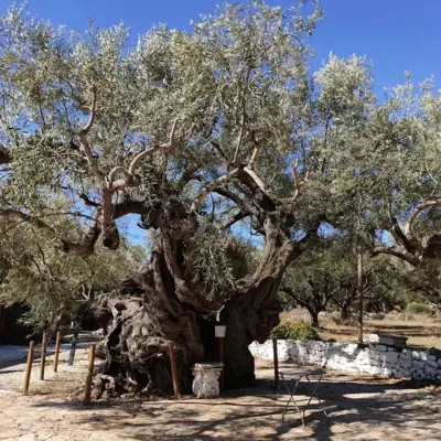 Olive Trees - Tragaki